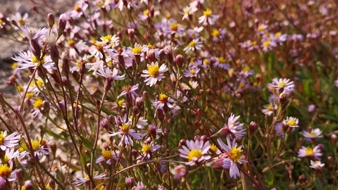 Movement of Daisy flowers in the wind close-up Video stock 125763867