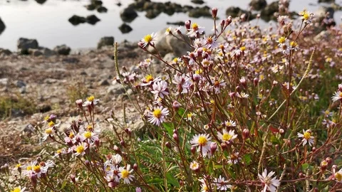 Movement of Daisy flowers in the wind close-up Video stock 125763909