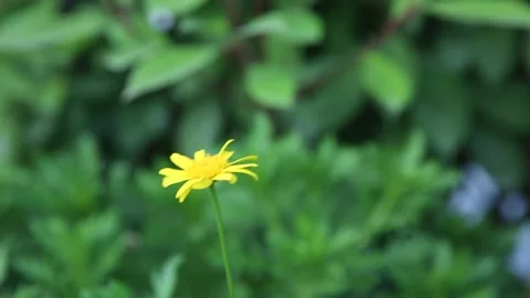 Movement of daisy in wind on green background Stock Footage 159048294
