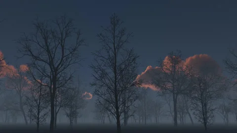 Movement in a dark forest in the fog Stock Footage 231209838