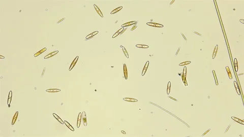 Movement of Diatomeae algae under a microscope, the family Naviculaceae Stock Footage 128835262