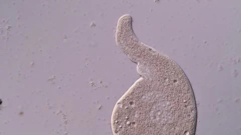 Movement of Dileptus Ciliate under microscope view Vidéo 310500800