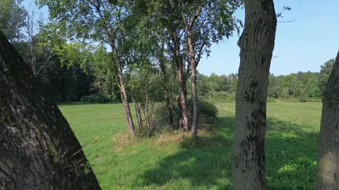 Movement with drone among the trees Stock Footage 267159767