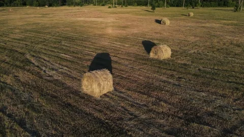 Movement of the drone around the haystacks lying on the field. aerial shooting Stock Footage 156704326