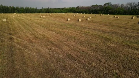 Movement of the drone around the haystacks lying on the field. aerial shooting 스톡 동영상 161096198