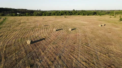 Movement of the drone around the haystacks lying on the field. aerial shooting Stock Footage 167119642