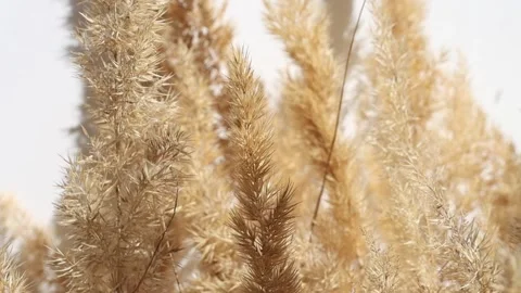 Movement of a dry bouquet of pampas grass Stock Footage 196006302
