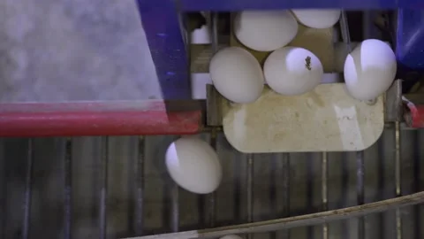 Movement of eggs on a feed belt in a chicken coop Stock Footage 140641553