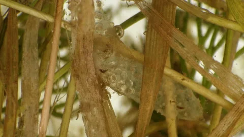 Movement of eggs of the Snail Planorbis in a pond fixed on plants under a Stock Footage 91301338