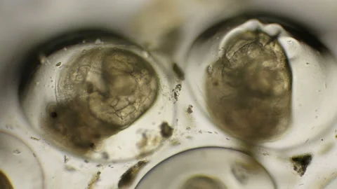Movement of the eggs of the Snail Planorbis under a microscope Stock Footage 91310509