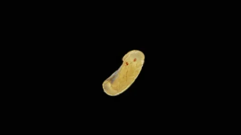 The movement of the embryo in the egg of the relic insect Embia savignyi under Stock Footage 152763262