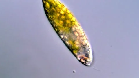 Movement of euglena under DIC microscope, 4K Video 库存影片 317885353