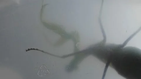 Movement of a FEMALE Praying Mantis on a Microscope Slide. Biology. the study of Stock Footage 227111559
