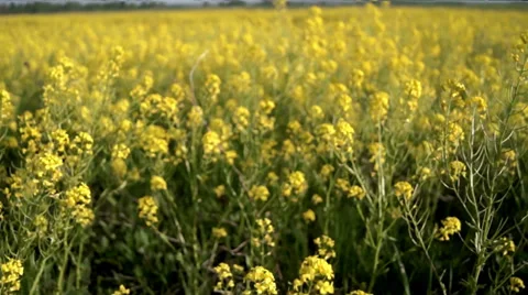 The movement on the field with buckwheat Video stock 38706933