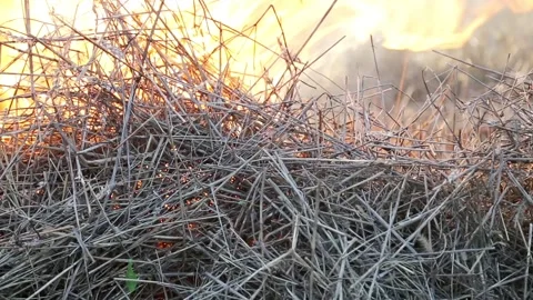 The movement of the flame of fire on dry grass Stock Footage 89415833