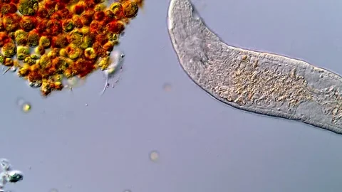 Movement of Flatworm under DIC microscope 스톡 동영상 317210806