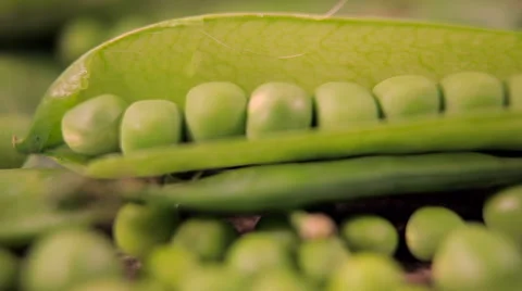 In the movement of the focus along the for clothes a pea in the pod Stock Footage 61215221