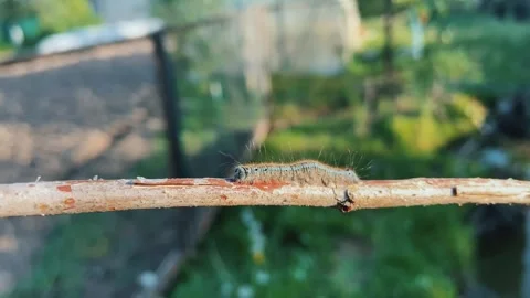 Movement Video stock 246428452