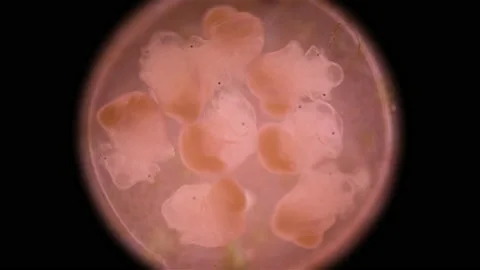 Movement formed larvae veliger Mollusca in laid eggs under a microscope Video stock 231116010