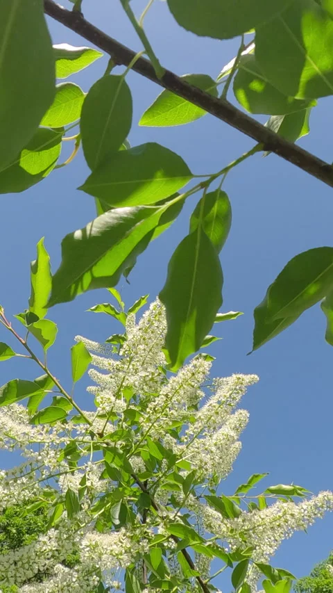 Movement forward between branches covered with white flowers of blooming Bird Stock Footage 295275261