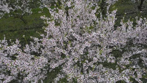 The movement of the frame for the presentation of apple blossom trees Stock Footage 157760758
