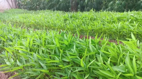Movement of Fresh kale vegetable in the garden affected by gusts of wind 스톡 동영상 280452224