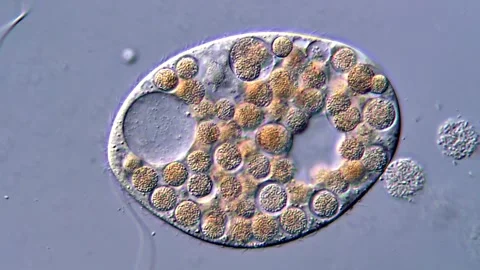 Movement of freshwater protozoa under microscope Vidéo 317106274