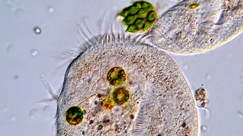 Movement of freshwater protozoa under microscope Vidéo 317171153