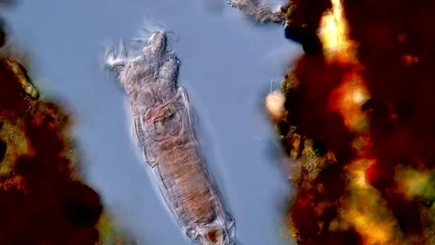 Movement of freshwater Rotifer under microscopy view Vídeos de archivo 310310972
