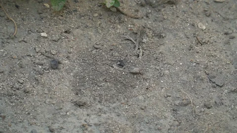 Movement in front of an anthill. timelapse Video stock 243523310