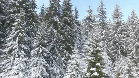 Movement Up in Front of Snowy Pines Stock Footage 102596343