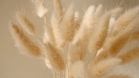 The movement of golden spikelets in the wind. Sunlight soft light and shadows Stock Footage 190590293
