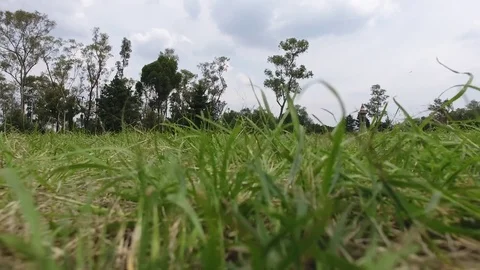 Movement of the grass caused by the wind Stock Footage