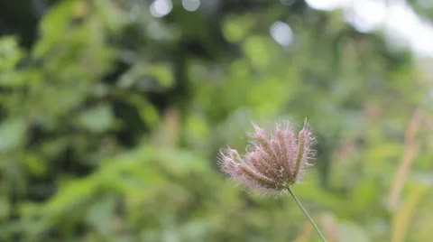 Movement grass flower, video Stock Footage 45391985