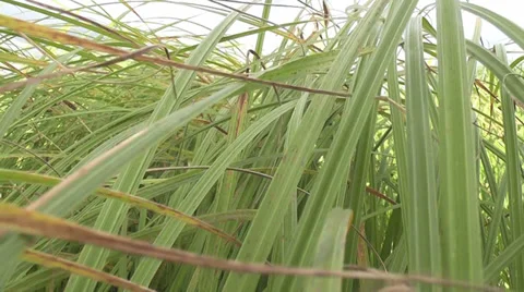 Movement in the grass Stock Footage 29405077