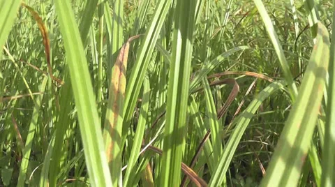 Movement in the grass Stock Footage 29422232
