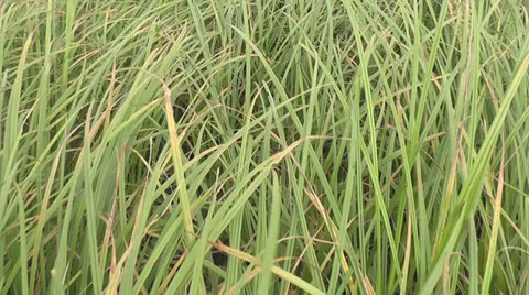Movement in the grass Stock Footage 29461304