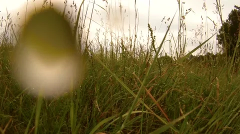 Movement on a grass, wet from a rain Stock Footage 64276358