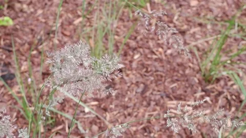 The movement of grass in the wind. 4k. Stock Footage 156547337