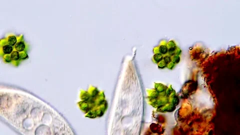 Movement of Green algae and protozoa under DIC microscope 库存影片 317788097