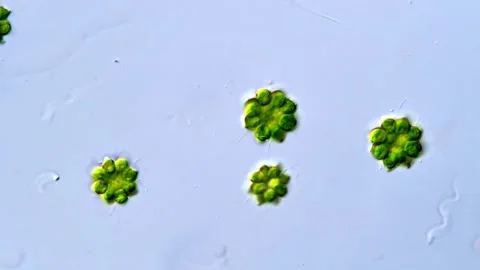 Movement of Green algae under microscope view 库存影片 317790032
