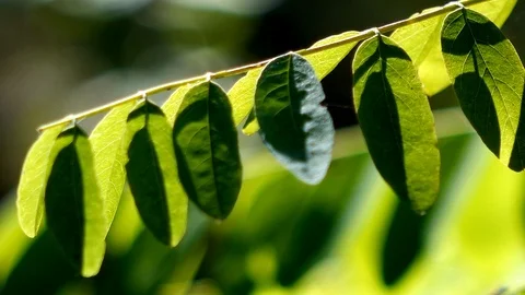 Movement of green branch Stock Footage 95880999