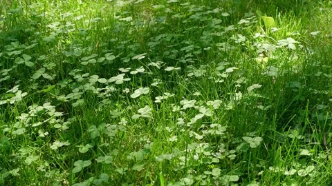The movement of green grass in the garden. Stock Footage 155331772