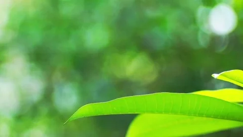 Movement of green leaves on blurred background Stock Footage 82357906