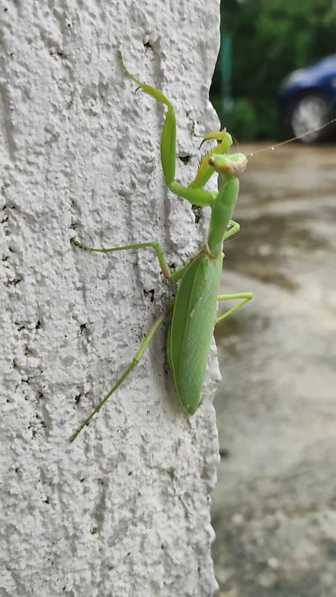 A movement of a green praying mantis on a white wall in the summer during the Stock Footage 212568481