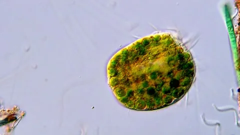 Movement of Green protozoa under DIC microscope, euplotes ciliate 動画素材 317884843