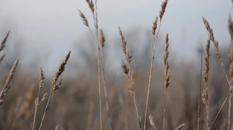 Movement on growing grass Stock Footage 45425643