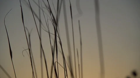 Movement On Growing Grass Stock Footage 94143223
