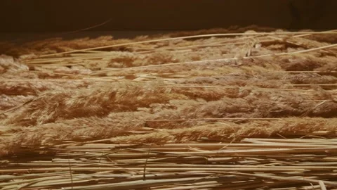 Movement hay in the hangar Wheat columns on wooden floors Stock Footage 130884230