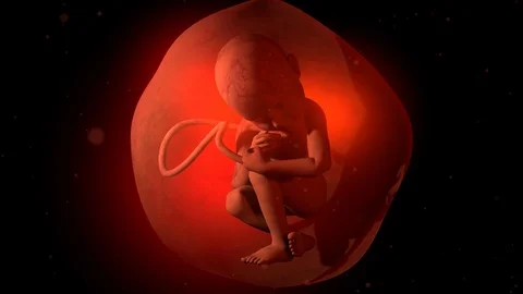 Movement of a Human Fetus Stock Footage 107969496